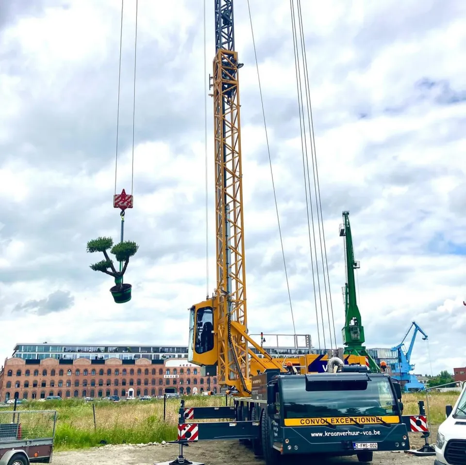 Olijfboom in Gent